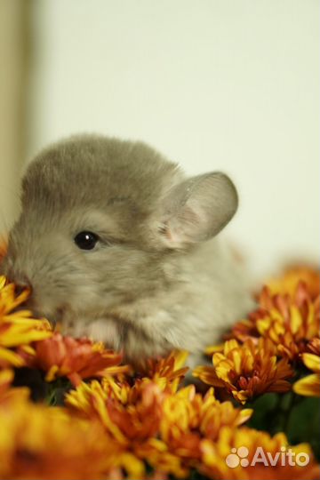 Шиншилла