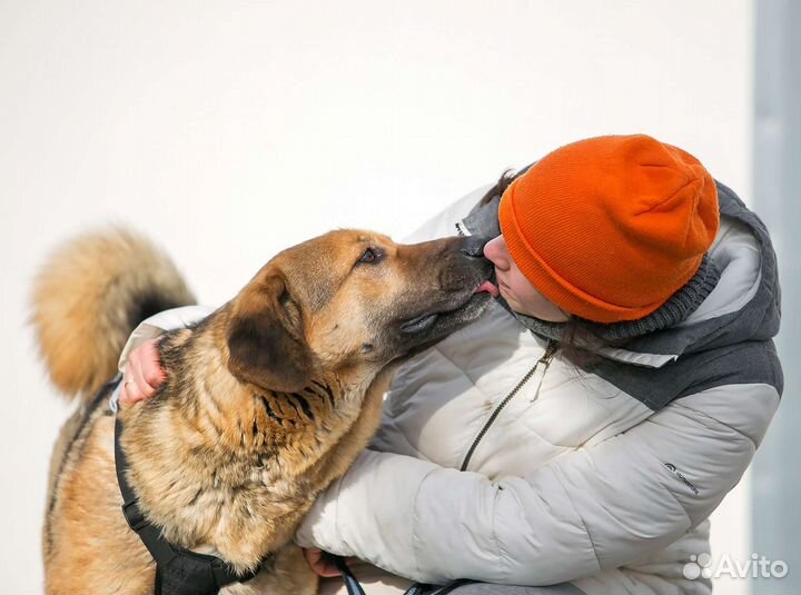 Собаки в дар