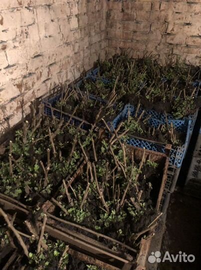 Саженцы хризантем