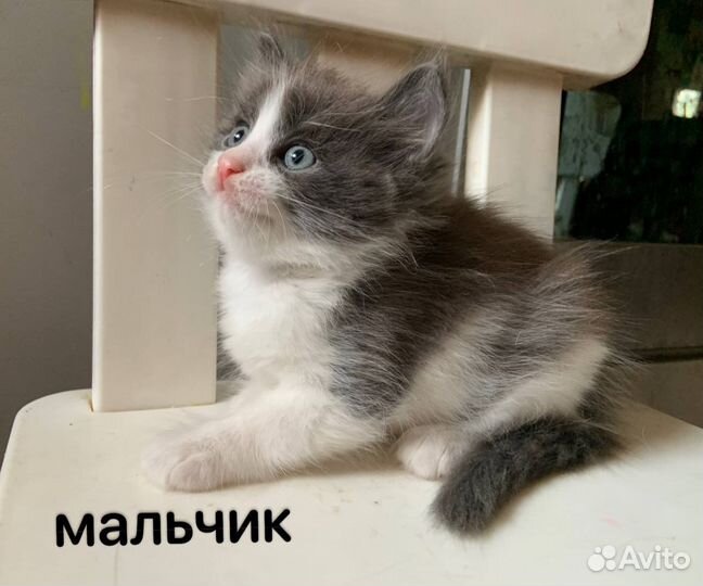 Котята мышеловки
