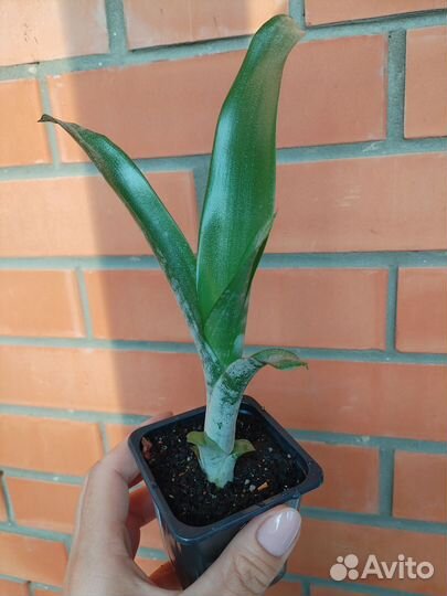 Эхмея детка