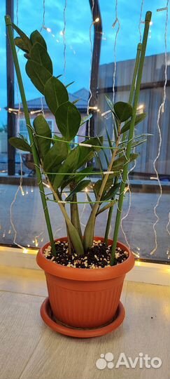 Замиокулькас