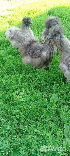 Китайские шелковые куры