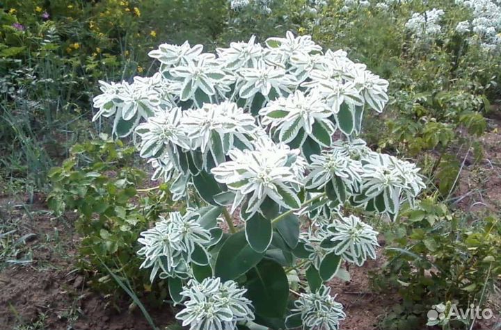 Растения для сада