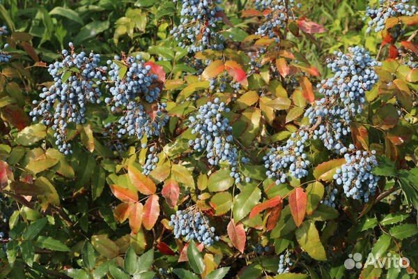 Магония Падуболистная, семена