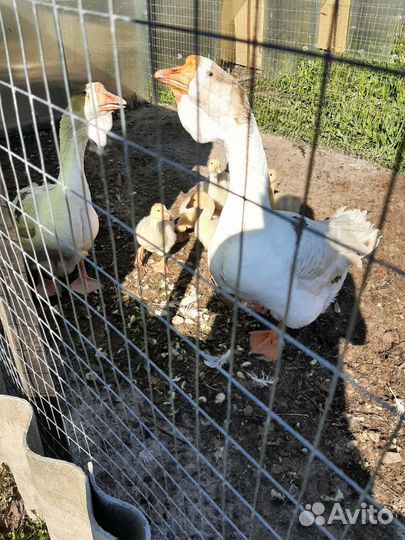 Холмогорские гуси