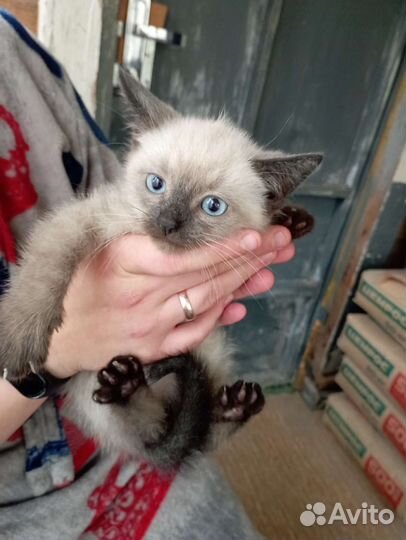 Сиамский кот