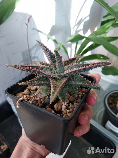 Коллекционные культивары алоэ. Суккуленты