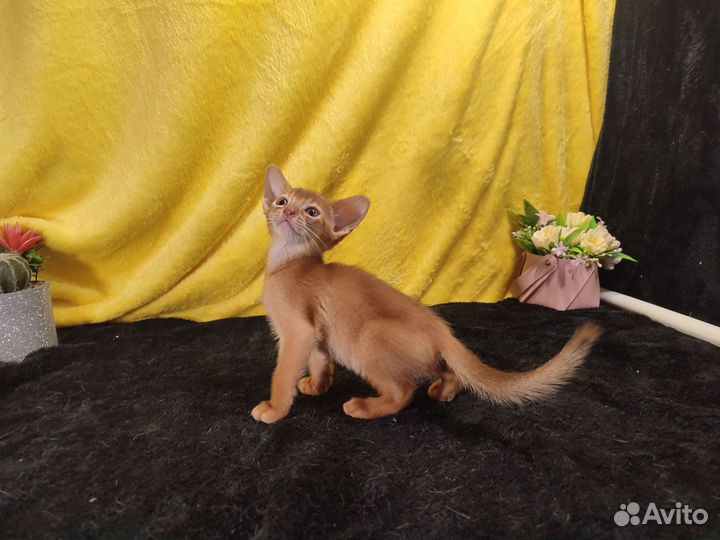 Абиссинские котята