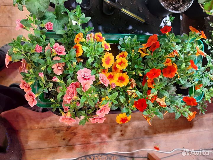 Вегетативная калибрахоа