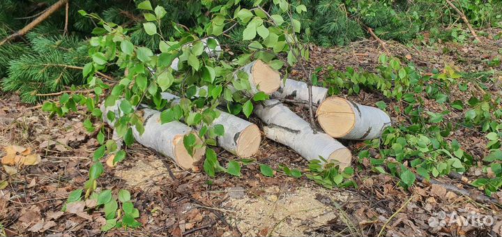 Дрова берёза и сосна цена за все