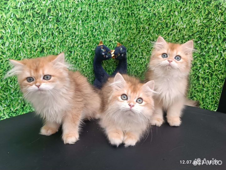 Британцы ny12