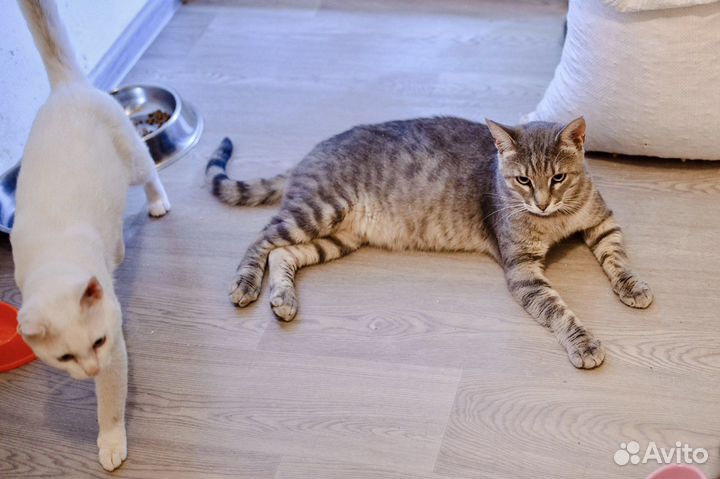 Геркулес – мужчина, способный восхищать