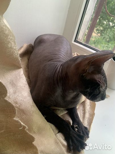 Кошка сфинкс