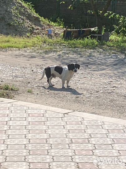 Собака в добрые руки