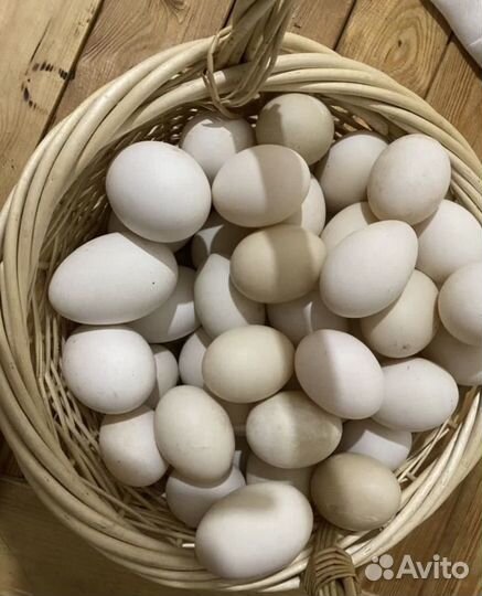 Домашние гусиные яйца