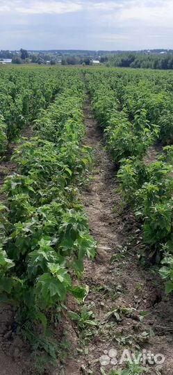 Смородина саженцы оптом и в розницу