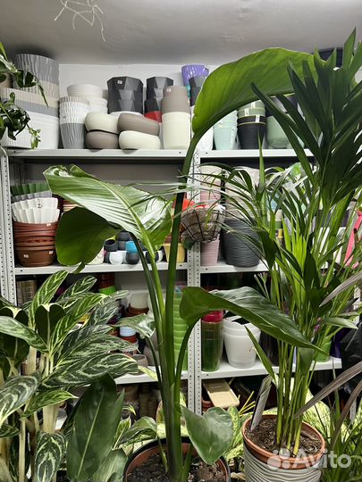 Стрелиция николая