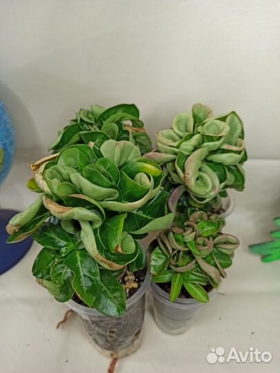 Адениум мини, сеянцы из семян