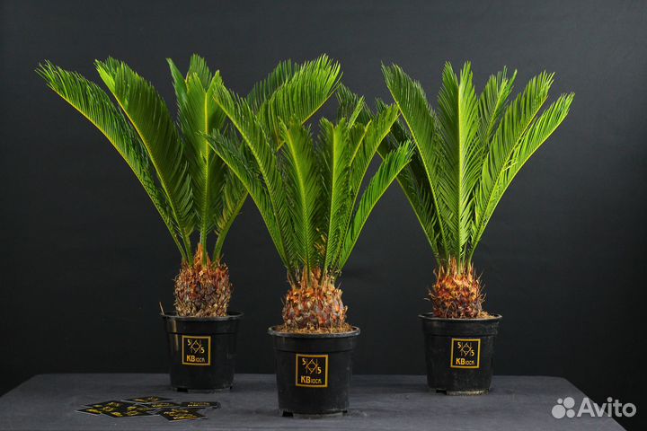 Комнатные растения \ Цикас