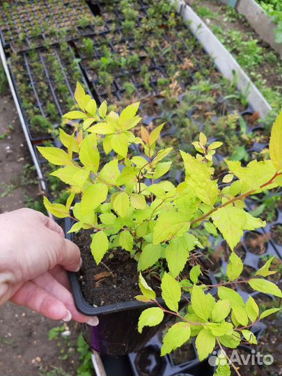 Пузыреплодник, спирея Голден принцесс, дерен