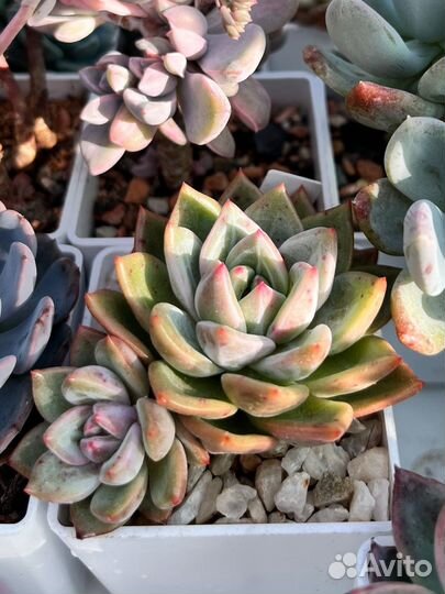 Суккуленты часть 3