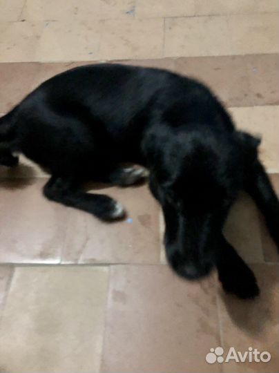 Собака в добрые руки