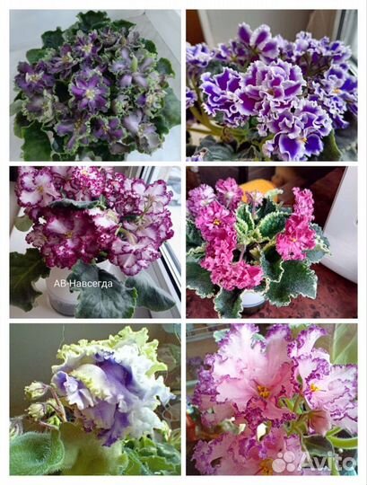 Фиалка AB-Навсегда и много других красивых сортов