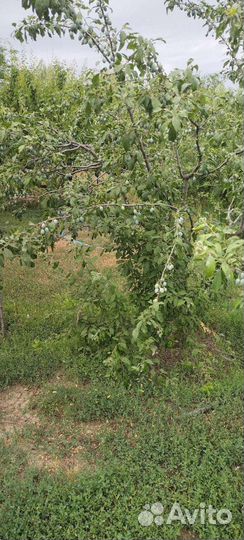 Саженцы плодовых деревьев разных сортов