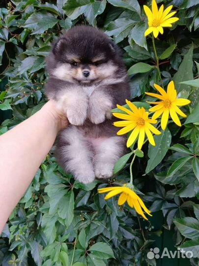 Померанский шпиц мальчик