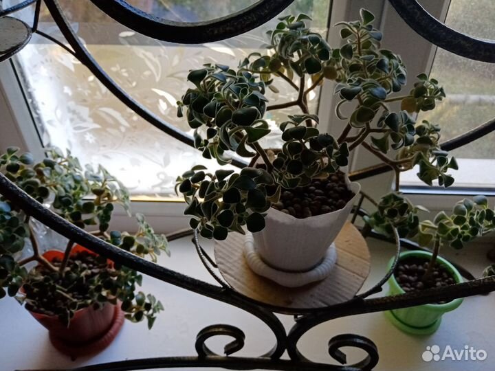 Аихризон (дерево любви и счастья), алоэ, каланхоэ