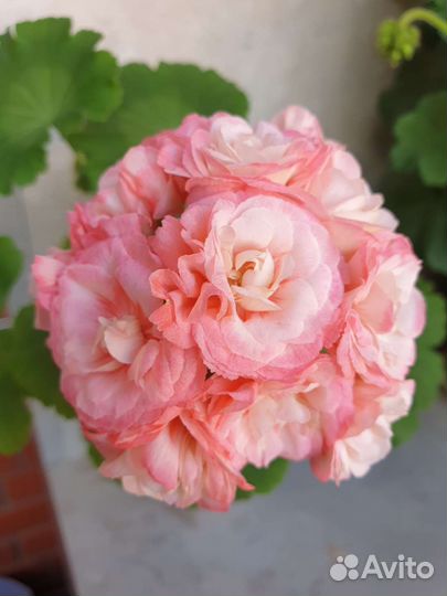 Герань пеларгония