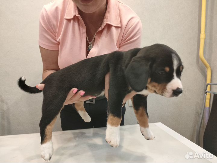 Щенки энтлебухера зенненхунда