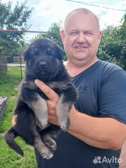 Алиментный щенок вео