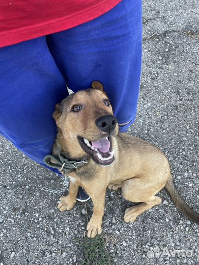 Юного Босика подкинули к предприятию