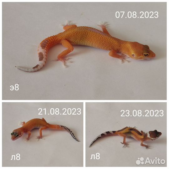 Эублефар и всё для содержания