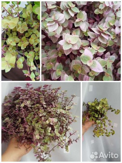 Глоксиния, бегония,пеперомия