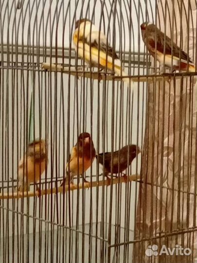 Канарейки овсяночного напева