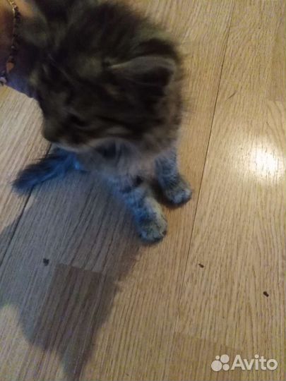 Кошка в дар бесплатно