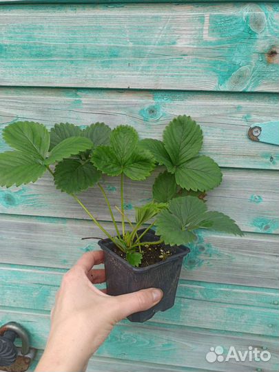 Клубника Азия