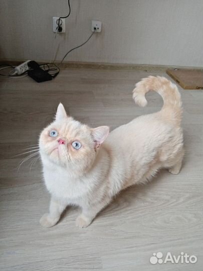 Передержка любых домашних животных