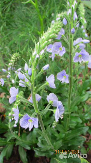 Вероника горечавковая