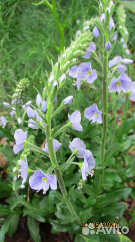 Вероника горечавковая