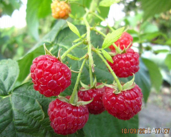 Саженцы малины жёлтая/красная