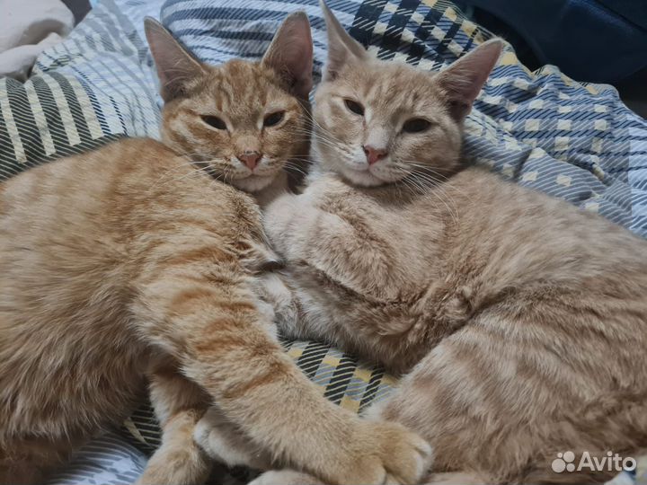 Котята ищут дом