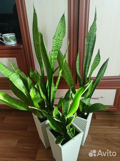 Щучий хвост.Каланхоэ, сингониум