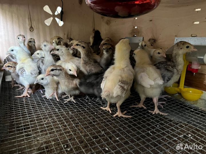 Индюшата и Цыплята