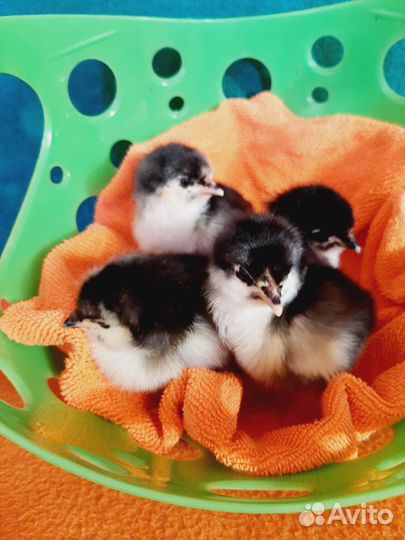 Цыплята породистых кур