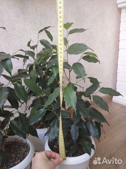 Цветы фикус Бенджамина