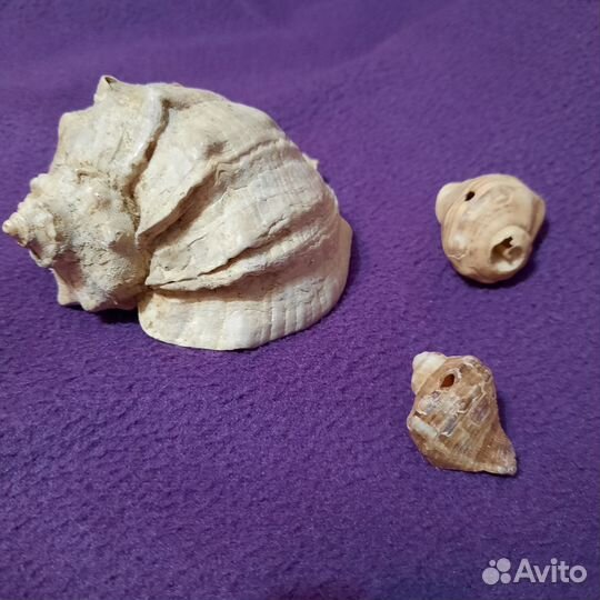 Ракушки рапаны для аквариума